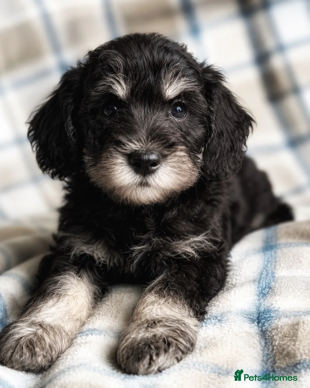 Miniature Schnauzer dogs for sale: Stunning Black & Silver Schnoodle Boy  - Advert 1