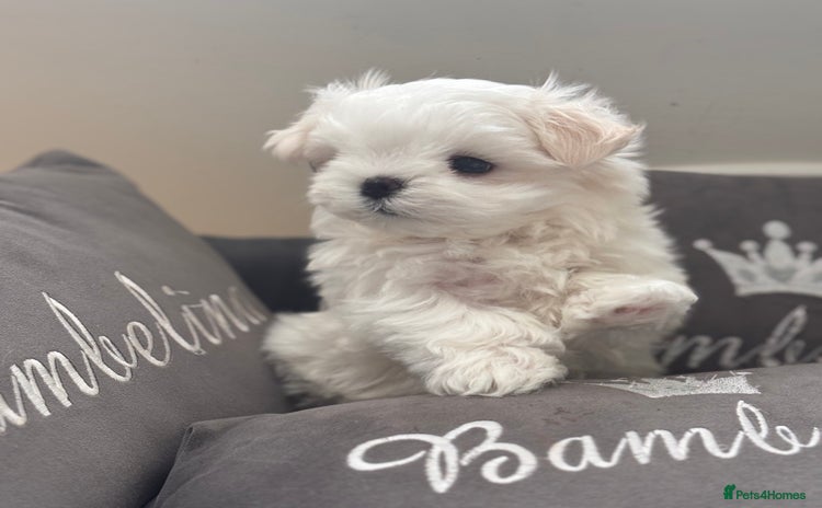 Maltese dogs - Advert 2