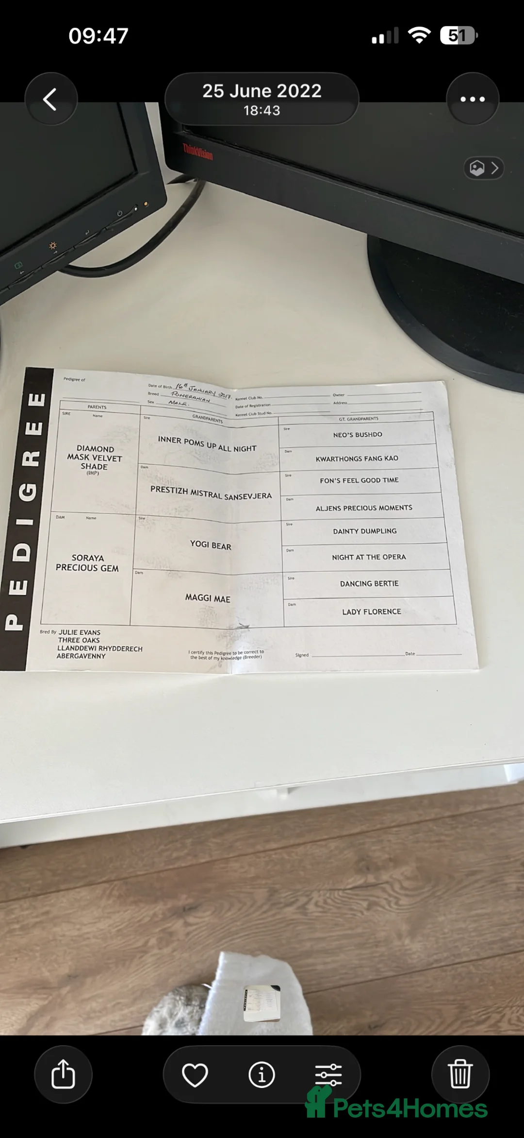 Pomeranian dogs for sale: Beautiful Pedigree Pomeranian  - Advert 2