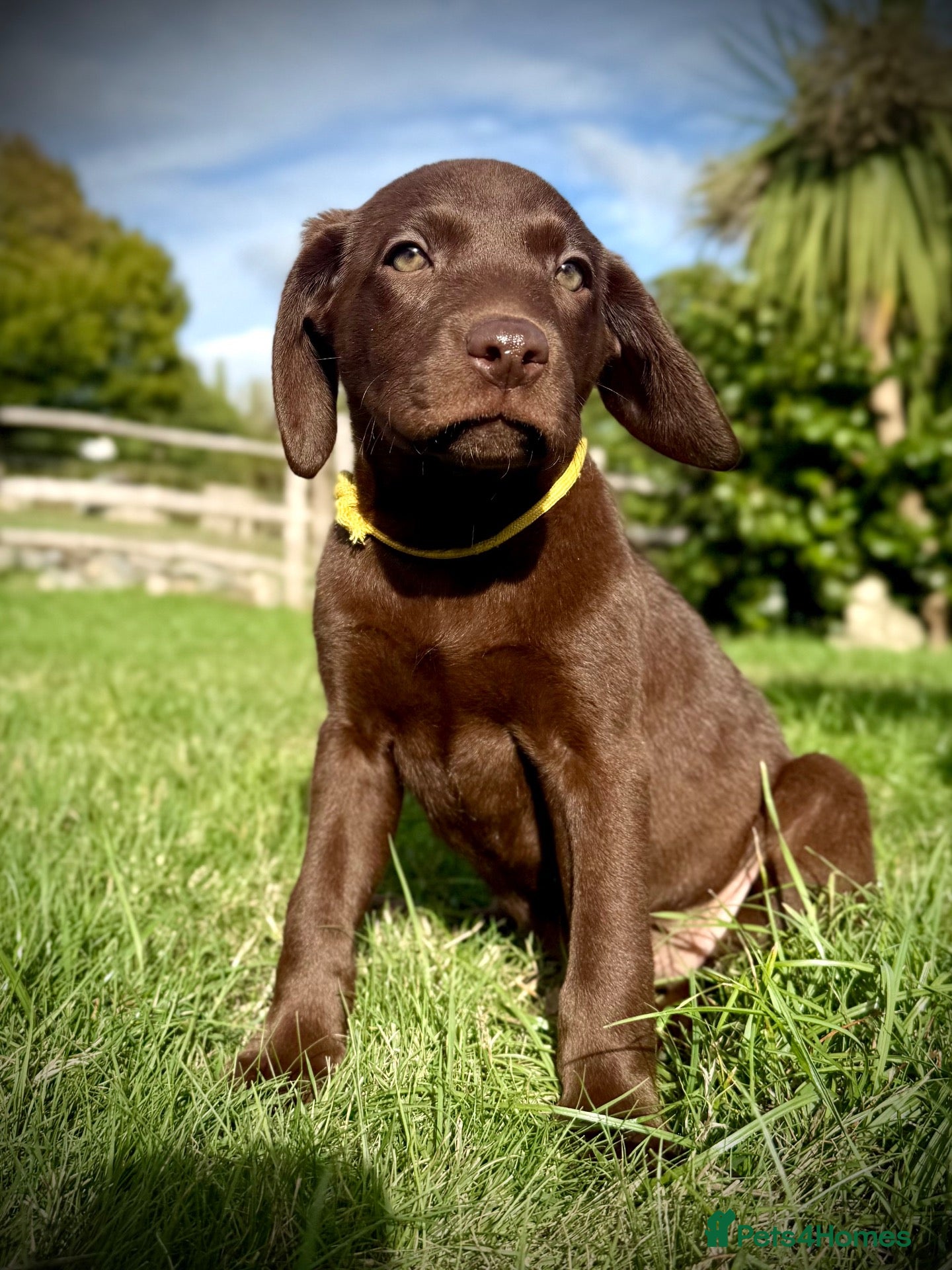 Labrador Retriever dogs RKC Registered Chocolate Labrador BOY Puppies - Advert 2