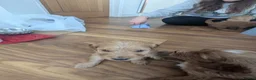Cockapoo dogs for sale: COCKERPOO PUPPIES  - Advert 14