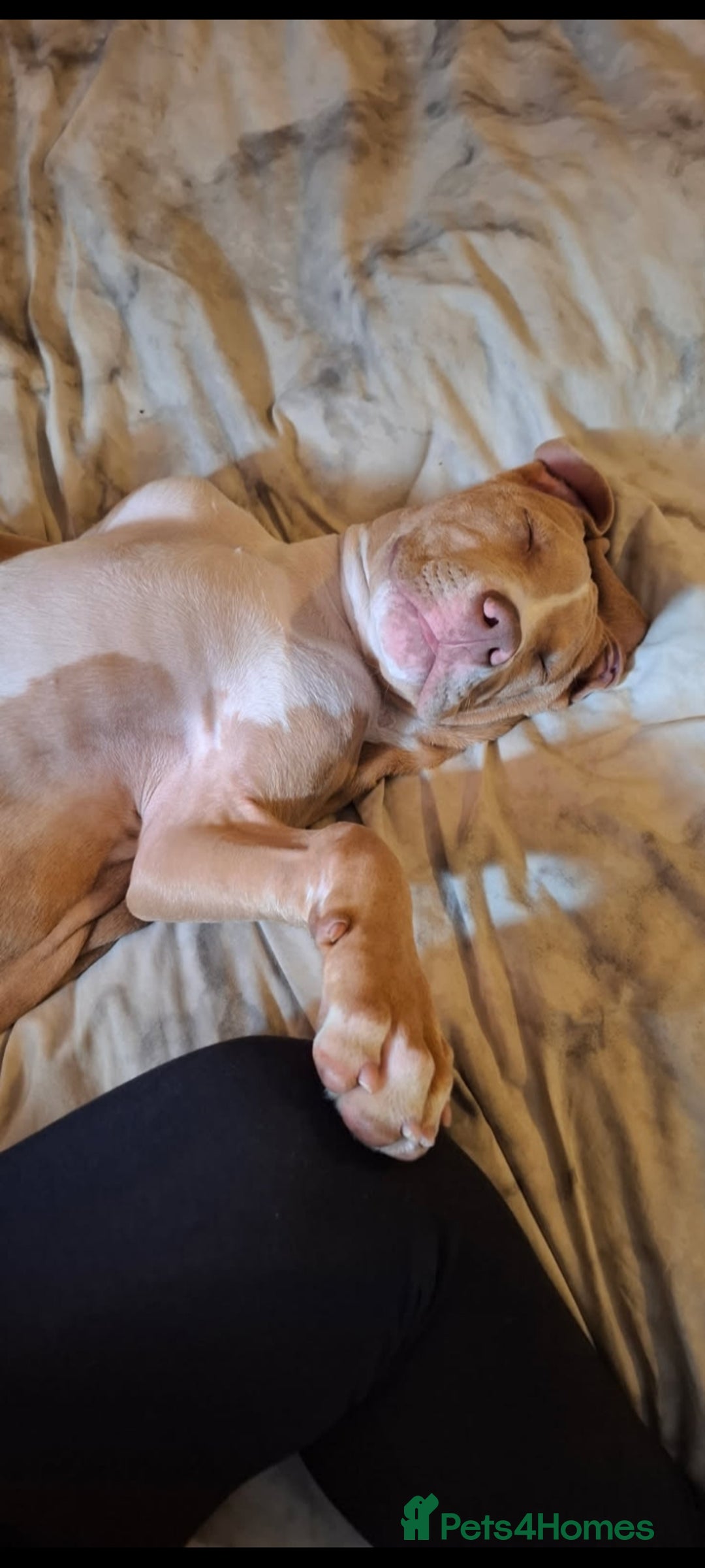Mixed Breed dogs for sale: Tyson - Image 5