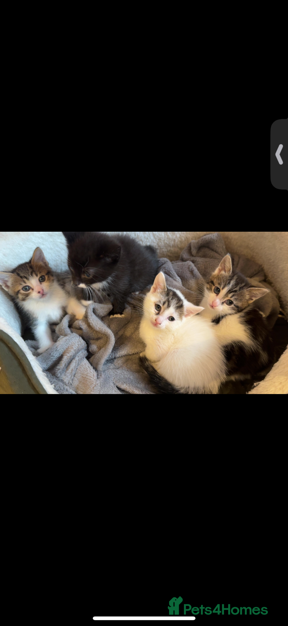 Mixed Breed cats tuxedo - Advert 1