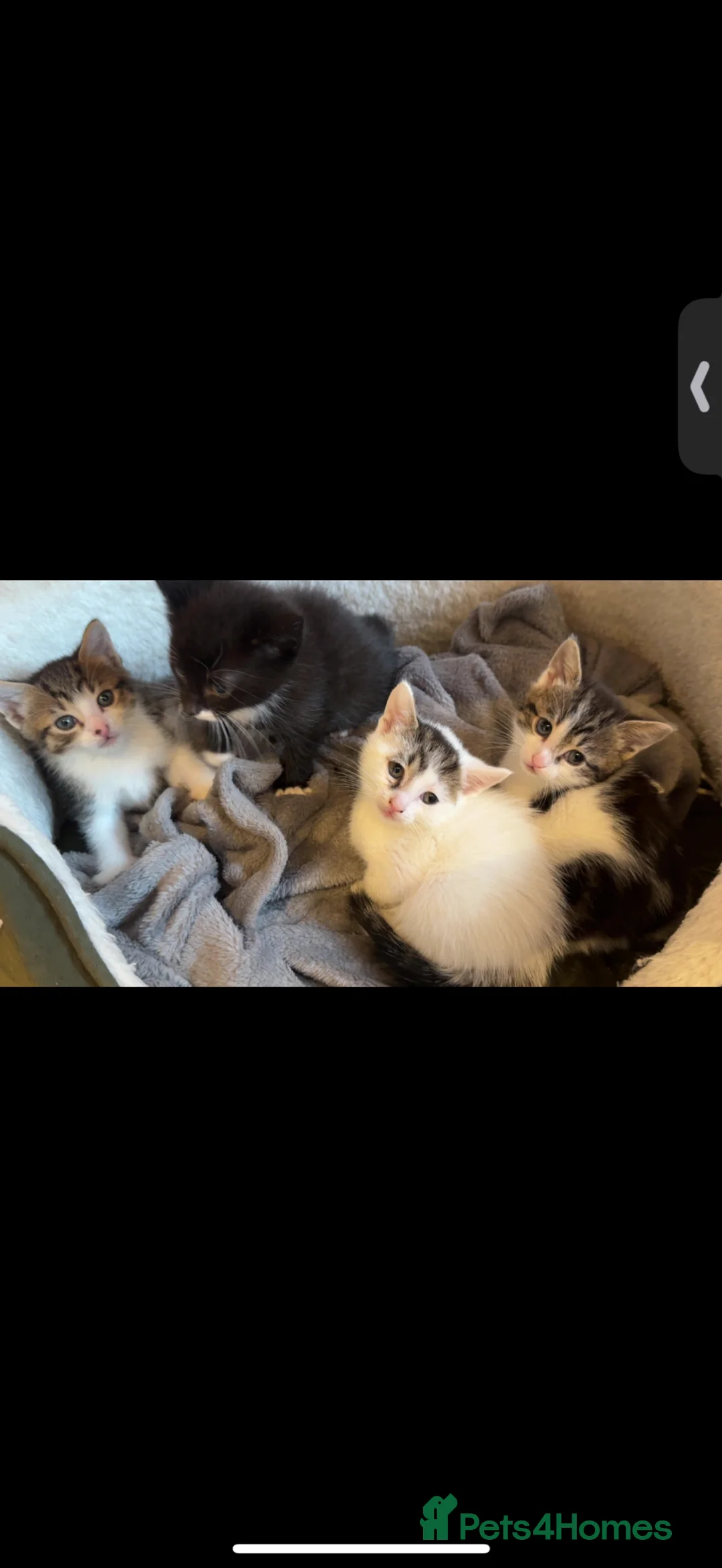 Mixed Breed cats for sale: tuxedo - Advert 1