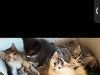 Mixed Breed cats tuxedo - Advert 1