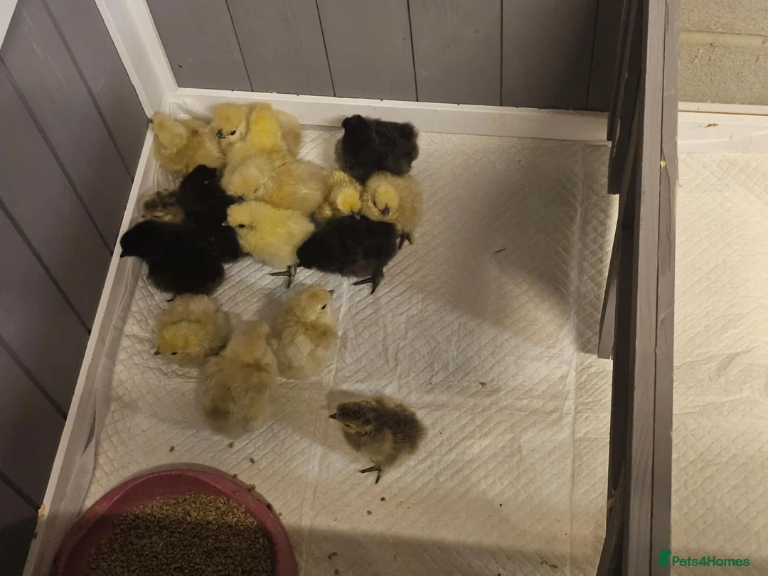 Chickens poultry for sale: 🐥 Silkie Chicks available now 🐥 - Advert 4