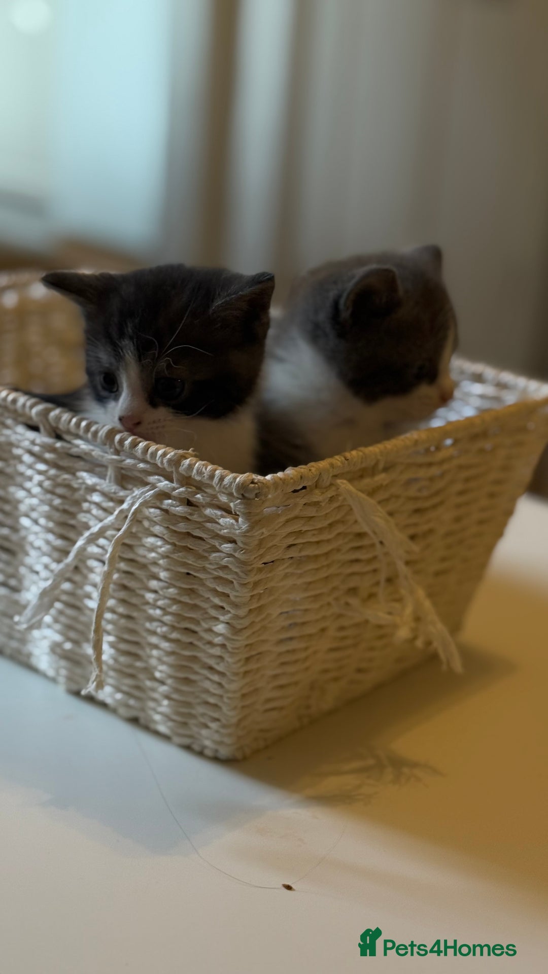 British Shorthair cats for sale: Half British shorthair  - Image 2
