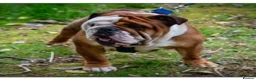 English Bulldog dogs for stud: KC Reg - Deep Red and White -Gold Health Test in Warrington - Advert 5
