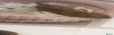 Dachshund 5