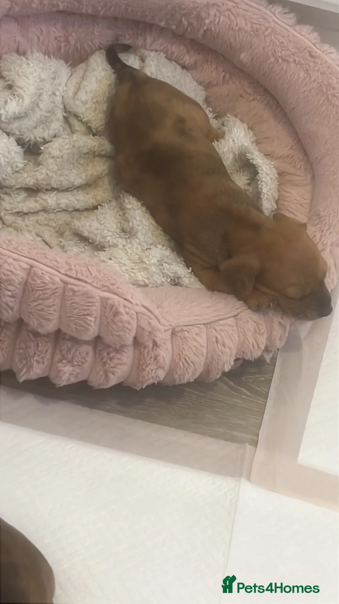 Dachshund dogs for sale: puppy’s looking for a forever home  - Advert 2