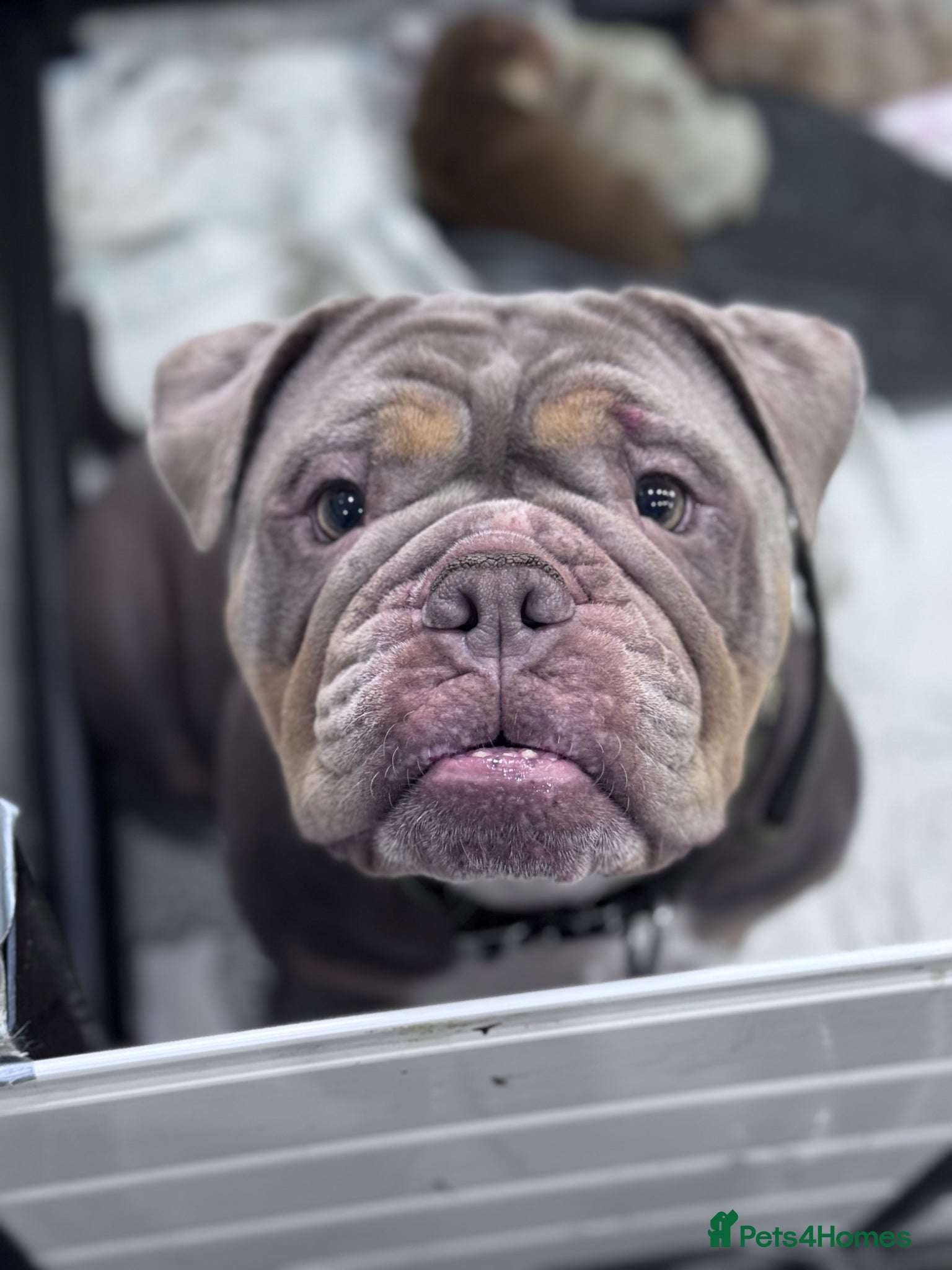 English Bulldog dogs 3 Gorgeous Boys and 3 Beautiful girls available  - Advert 2