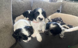 Sprocker dogs for sale: Beautiful Sprocker puppies for sale - Image 22