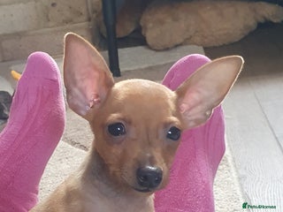 Miniature Pinscher dogs - Advert 2