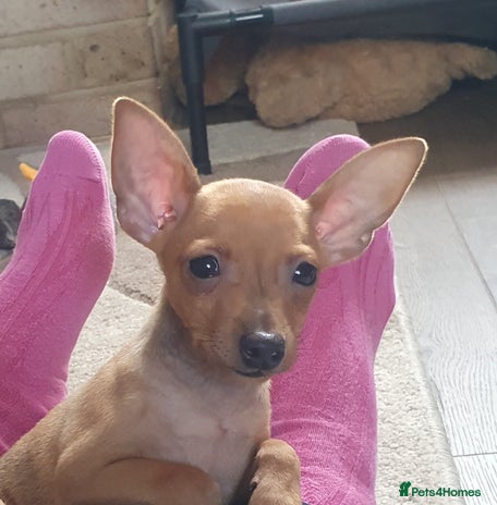 Miniature Pinscher dogs - Advert 3