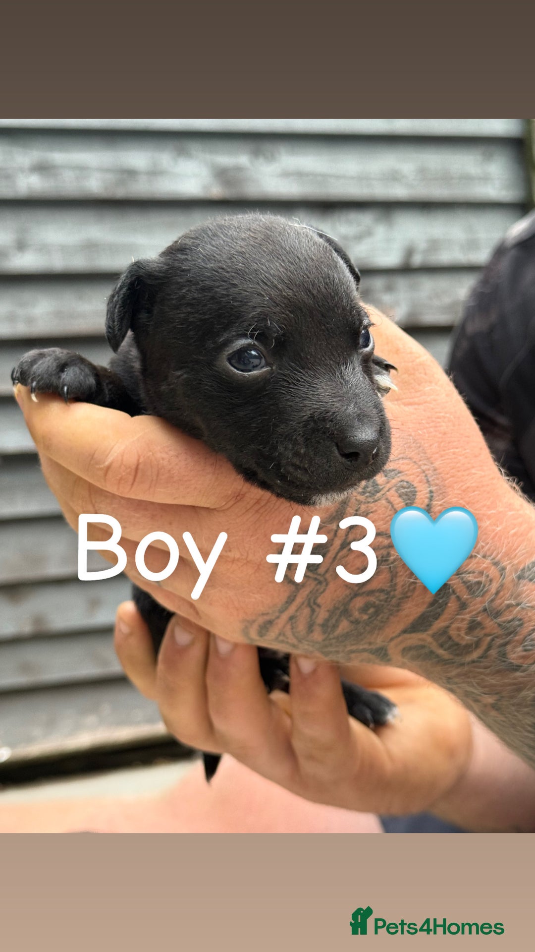 Patterdale Terrier dogs for sale: Patterdale terrier puppies for sale  - Image 8