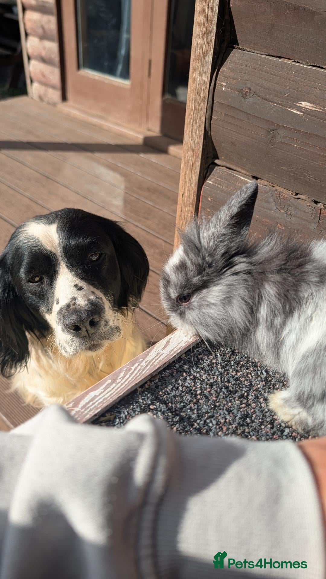Mini Lion Lop rabbits Mini lion lops bunnies  - Advert 2