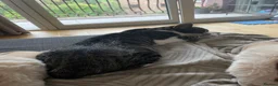 Mixed Breed cats for sale: Tabby Cat in Coulsdon - Advert 3