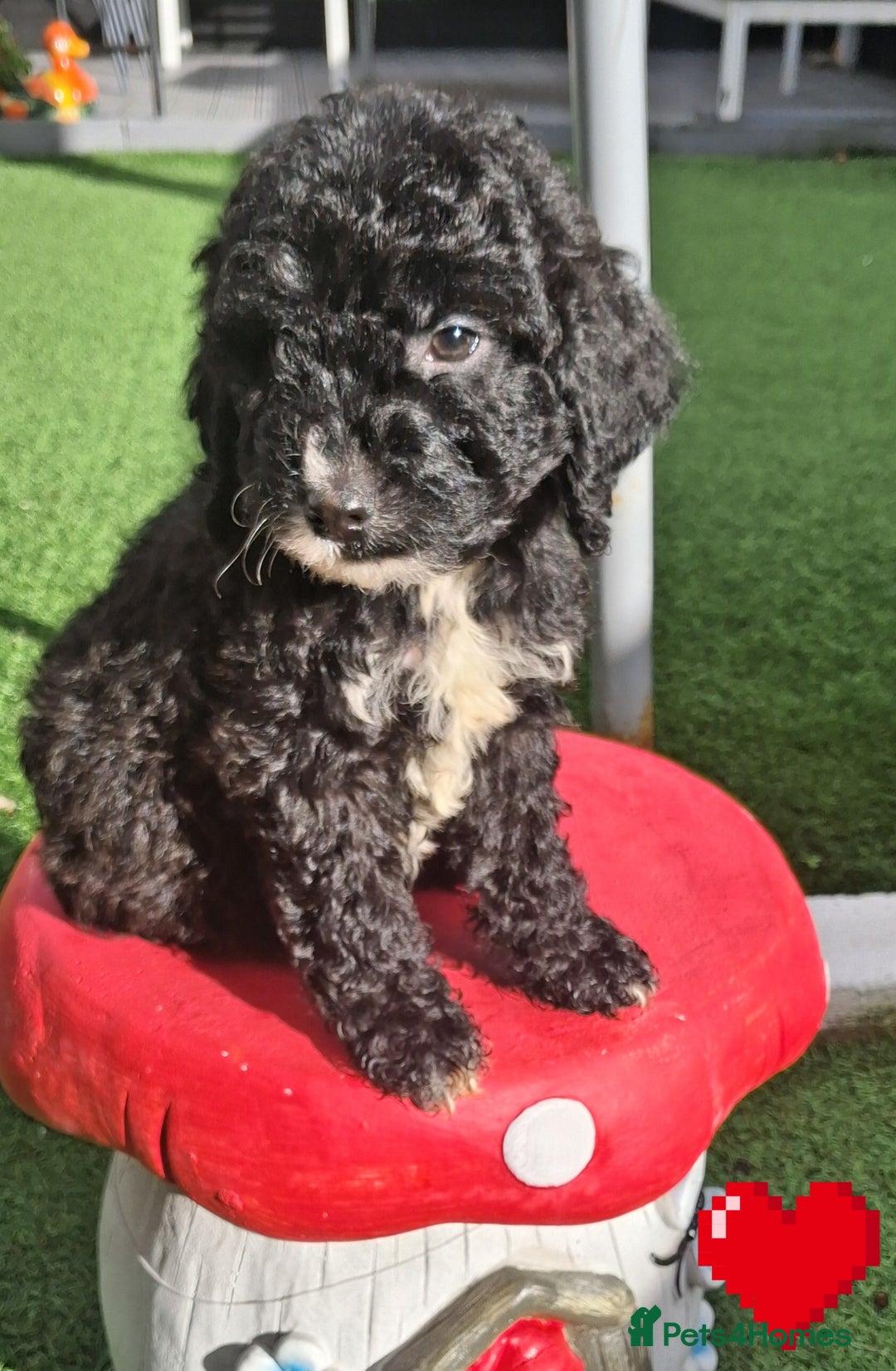 Cockapoo dogs for sale: ** LAST ADORABLE CURLY BLACK & WHITE COCKAPOOS **  - Advert 14