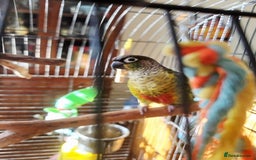 Conures birds for sale: 8 year old Conure for sale - Image 2