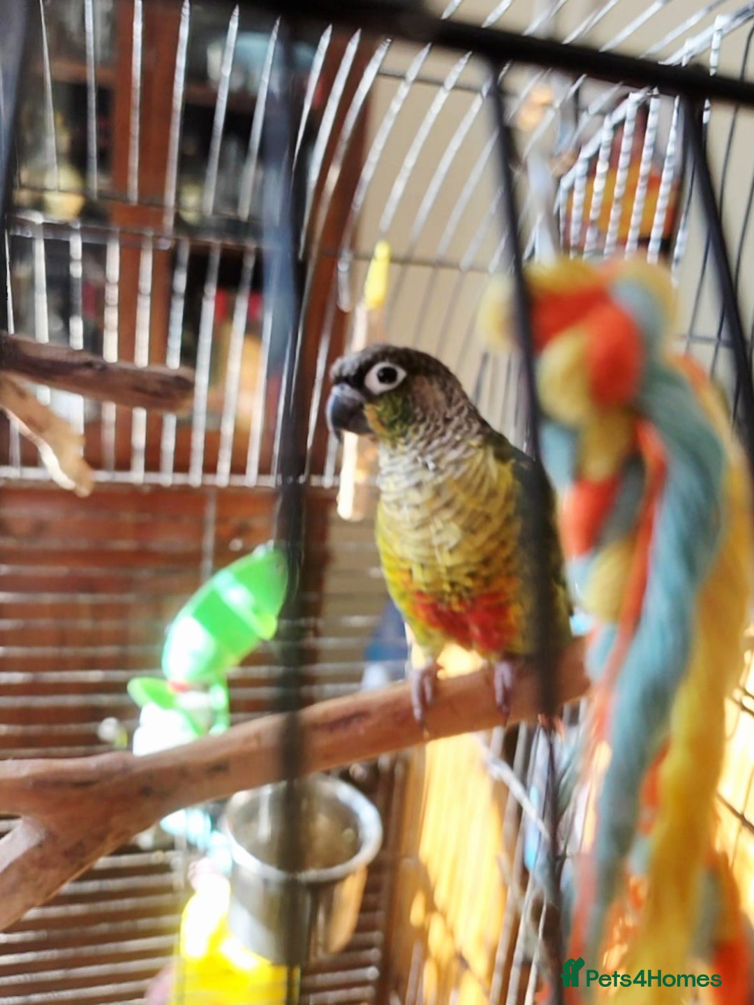 Conures birds for sale: 8 year old Conure for sale - Image 2