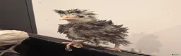 Chickens poultry for sale: Polish chicks  - Advert 10