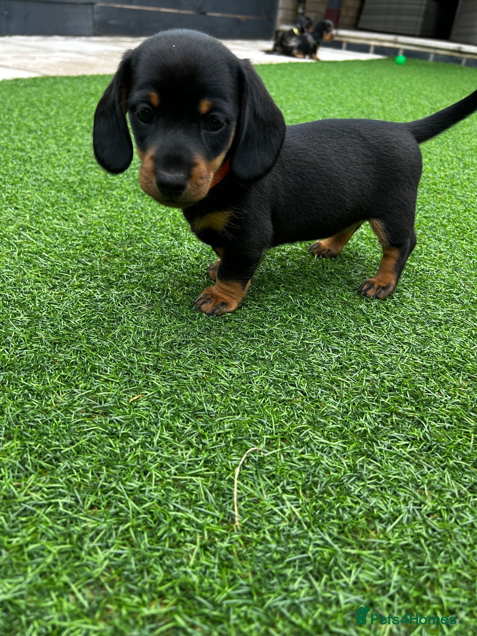 Miniature Dachshund dogs Miniature dachshund puppies (only girls left) 🩷 - Advert 16