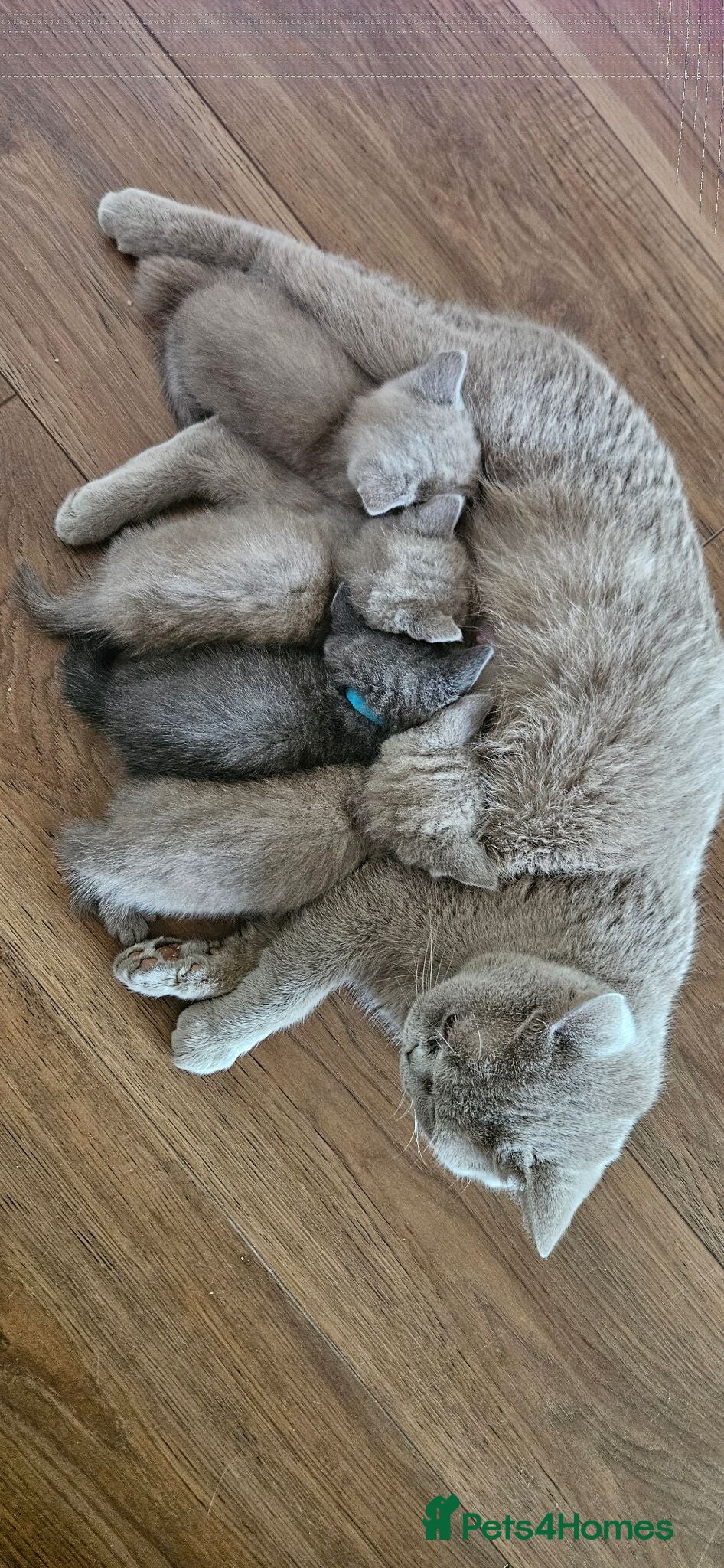 British Shorthair cats 🐾 Beautiful British Shorthair Kittens  🐾 - Advert 2