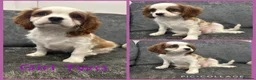 Cavalier King Charles Spaniel dogs for sale: *** KC REG DNA CLEAR CAVALIER KING CHARLES**  - Advert 2