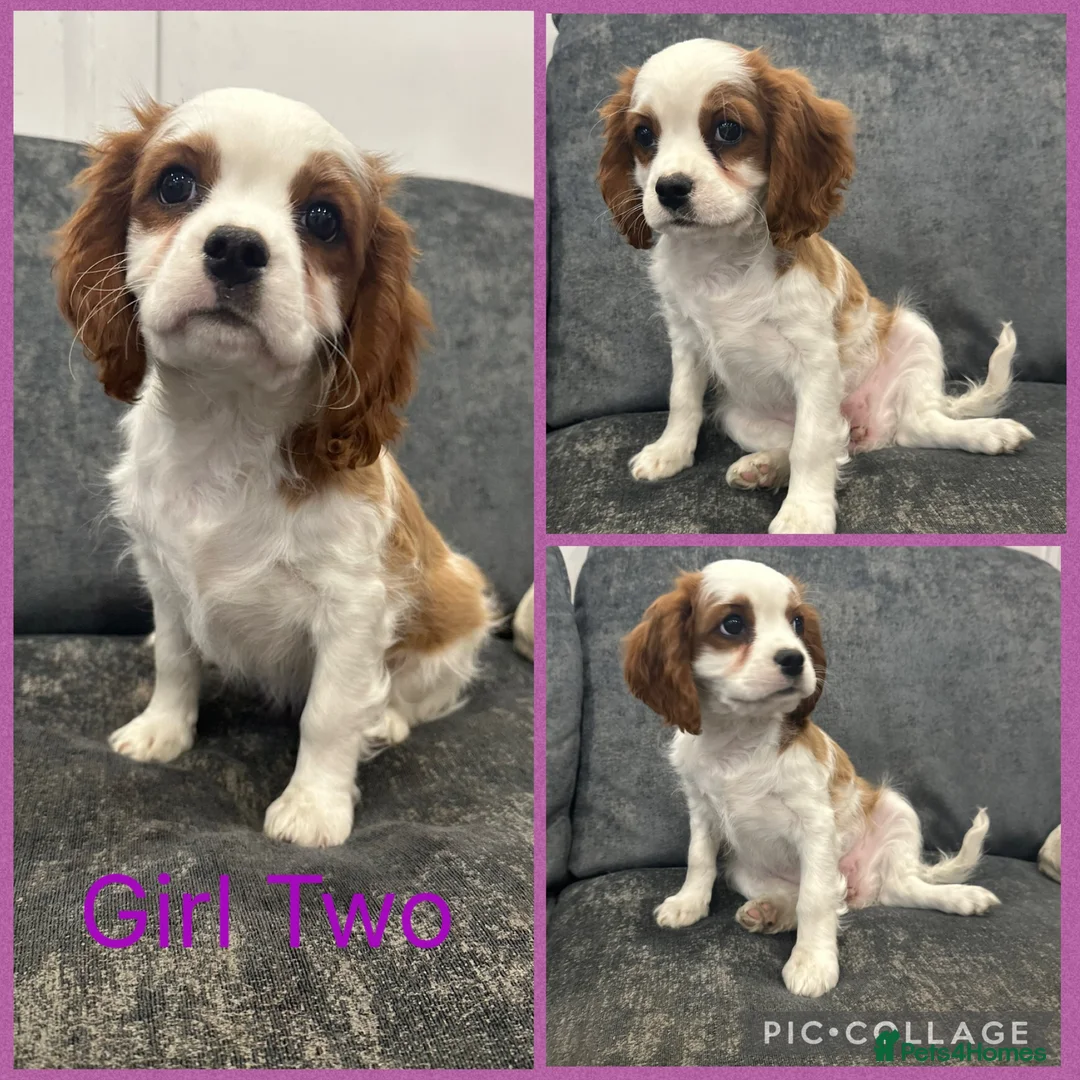 Cavalier King Charles Spaniel dogs for sale: *** KC REG DNA CLEAR CAVALIER KING CHARLES**  - Advert 2