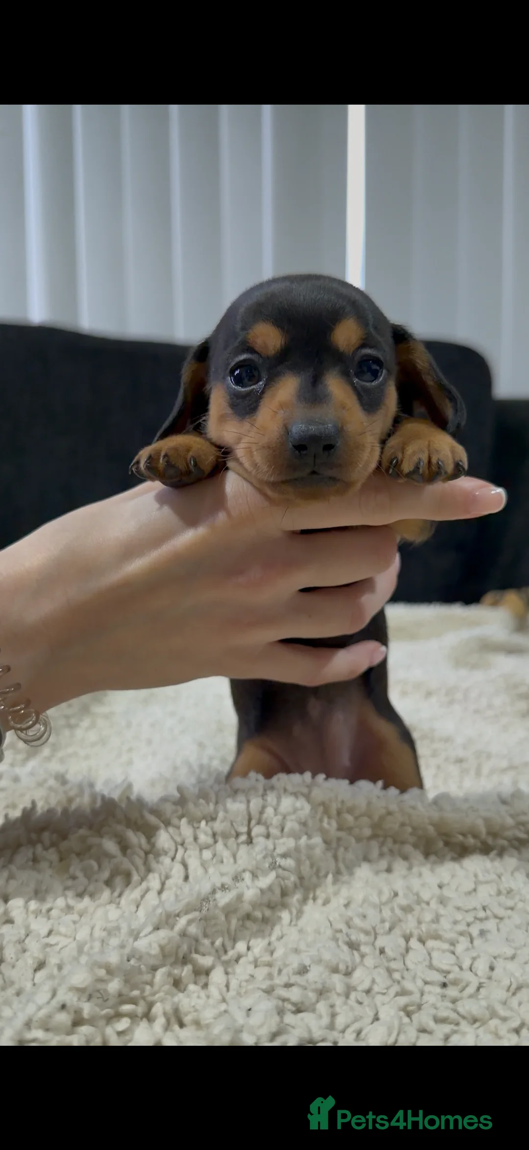 Miniature Dachshund dogs for sale: Miniature Dachshund Puppies - Advert 11