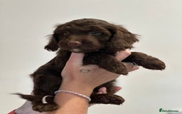 Mixed Breed dogs for sale: 10x Gorgeous Sproodles - Image 16