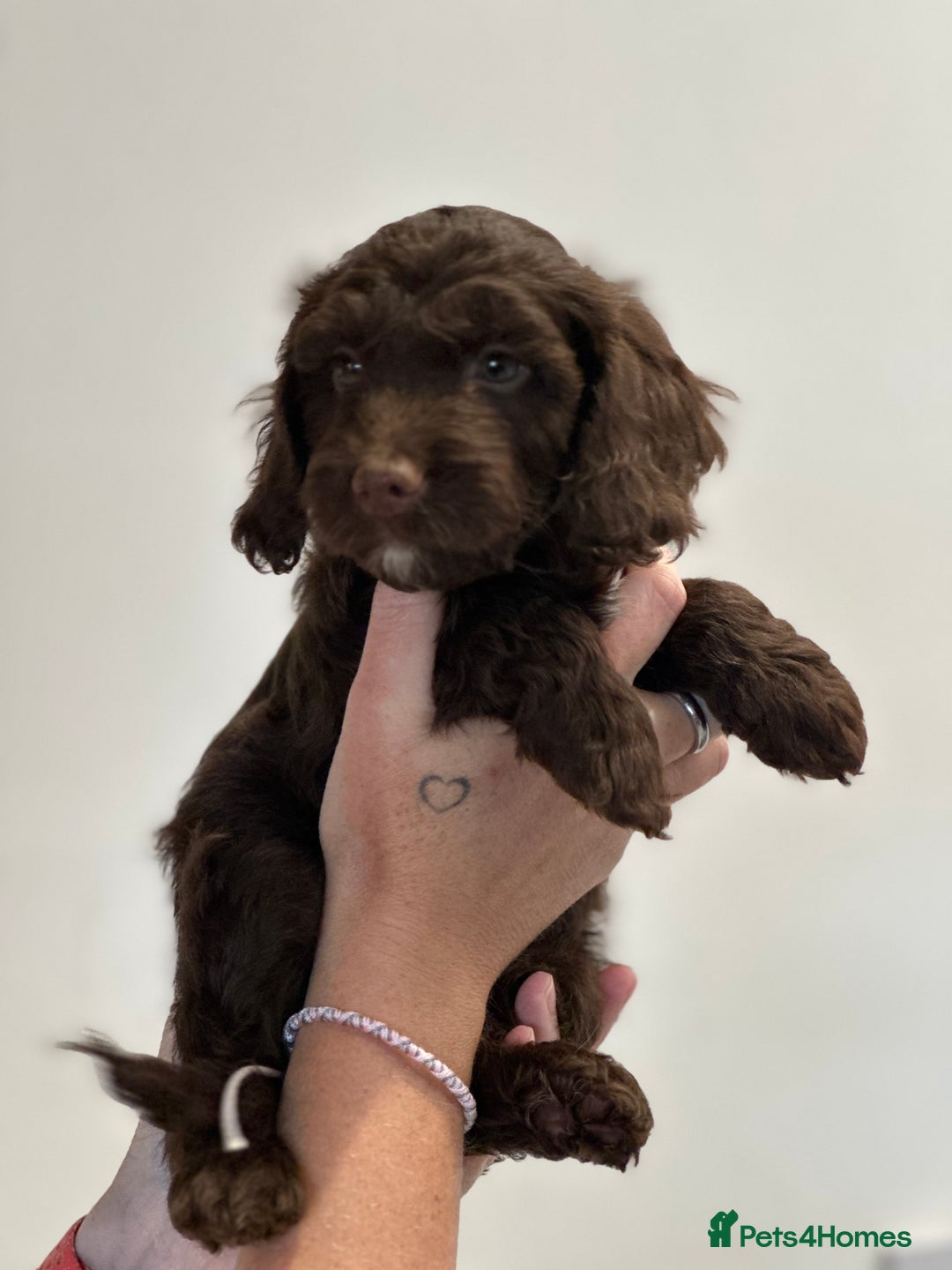 Mixed Breed dogs for sale: 10x Gorgeous Sproodles - Image 16