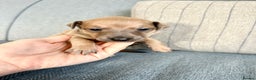 Italian Greyhound dogs for sale: 🐾Exceptional litter of KC Italian Greyhounds 🐾 - Advert 12