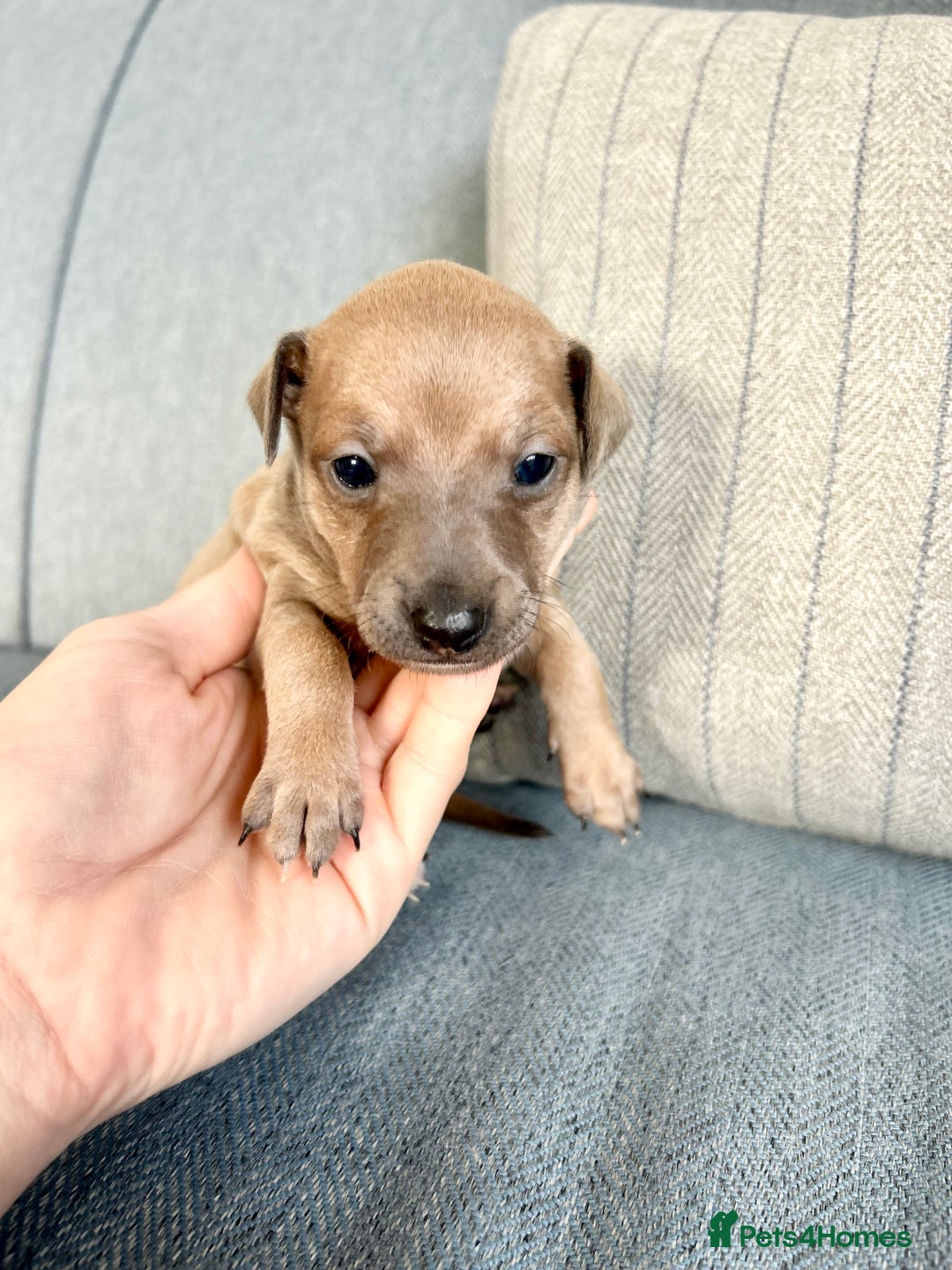 Italian Greyhound dogs for sale: 🐾Exceptional litter of KC Italian Greyhounds 🐾 - Advert 12