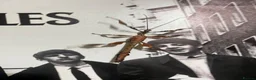 Stick Insects invertebrates for sale: Stick insects and eggs available  in Plymouth - Advert 1