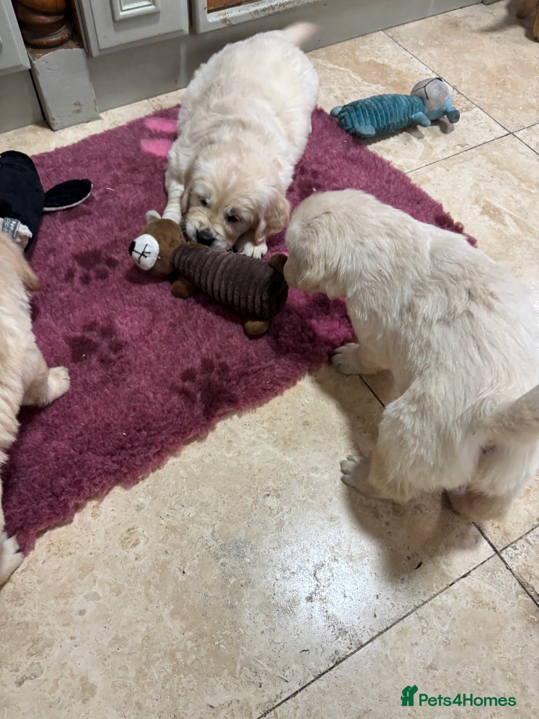 Golden Retriever dogs for sale: Golden retriever puppies  - Advert 15