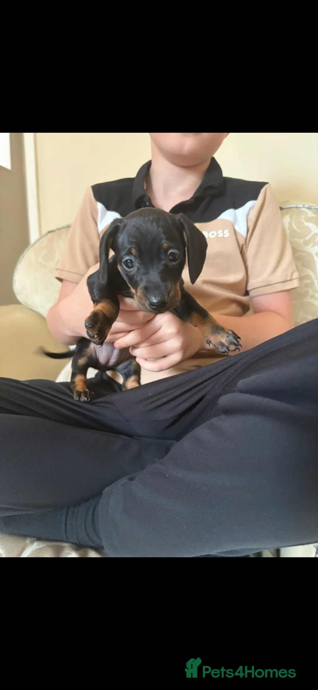 Dachshund dogs for sale: Dachshund puppy 🐶  - Advert 2