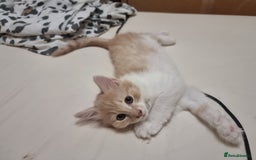 Mixed Breed cats for sale: Half norweigen forest cat 1/4 bengal 1/4 longhair - Image 11