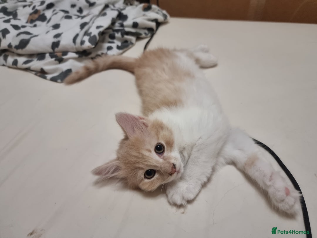 Mixed Breed cats for sale: Half norweigen forest cat 1/4 bengal 1/4 longhair - Image 11