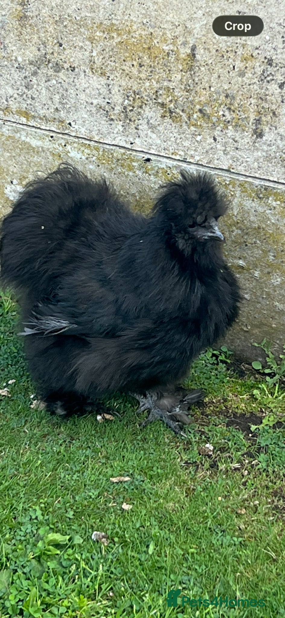 Chickens poultry for sale: Silkie in Ilkeston - Advert 1