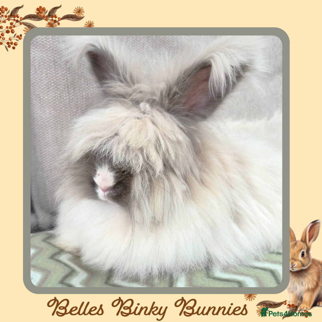 Angora rabbits for sale: 🧡 Proven Angora Doe 13mths old 🧡 - Advert 6