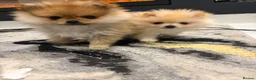 Pomeranian dogs for sale: Miniature Pomeranian  in Basildon - Advert 10