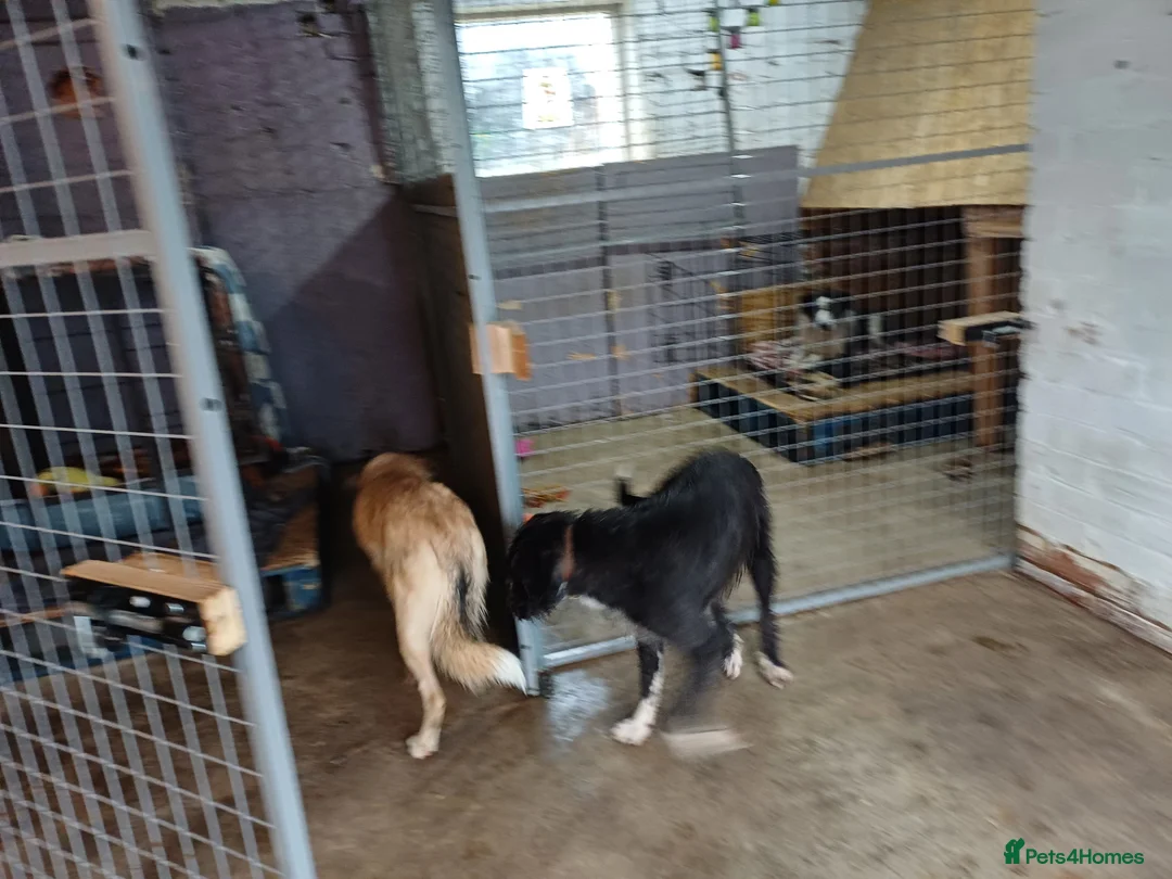 Mixed Breed dogs for adoption: 🐾 CANDY 🍯 A Gentle Soul Learning to Trust Again - Advert 15