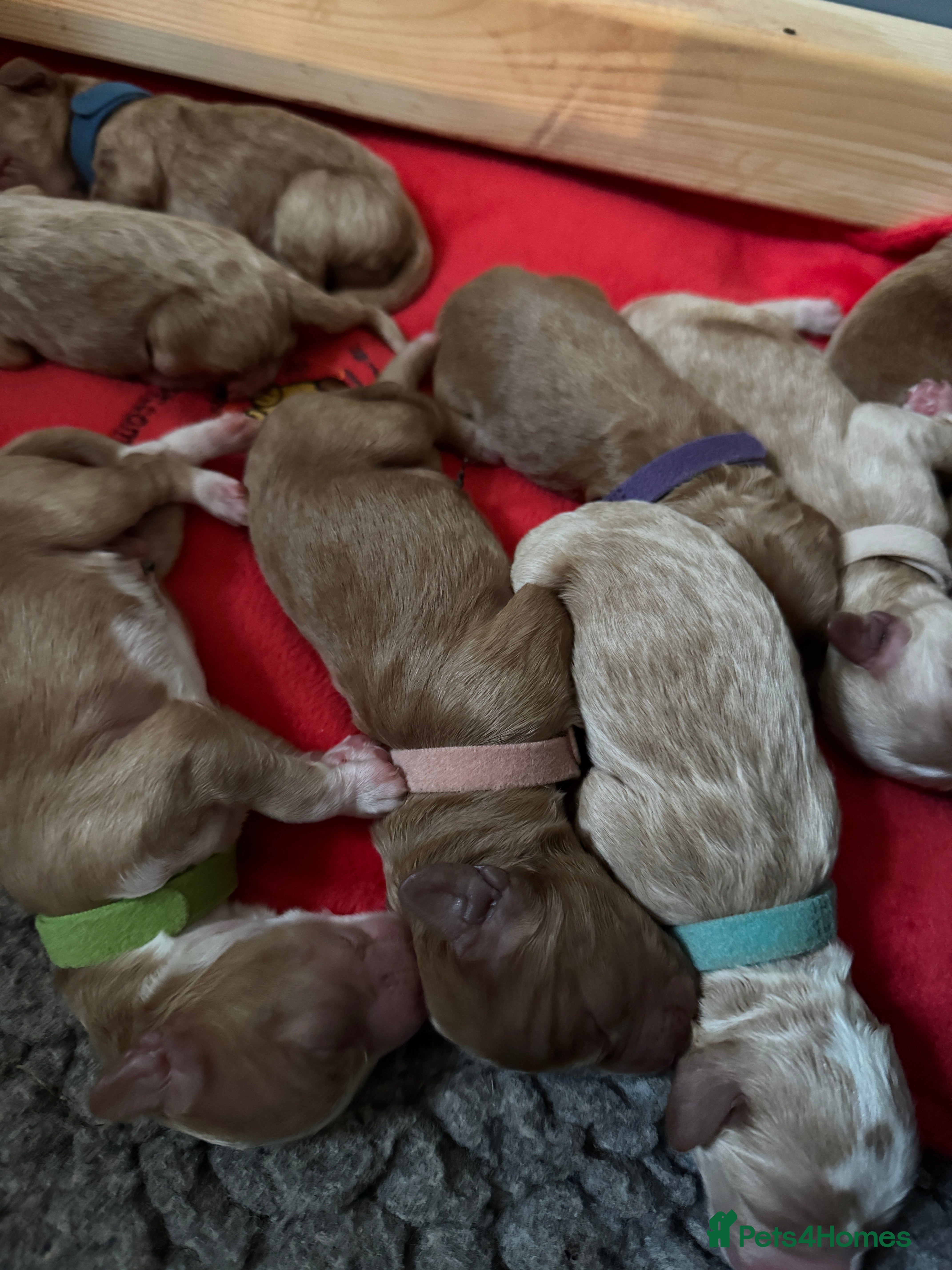 Australian Labradoodle dogs Quality Multigen Australian Labradoodle Puppies  - Advert 1