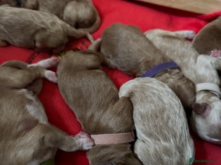 Australian Labradoodle dogs Quality Multigen Australian Labradoodle Puppies - Advert 1