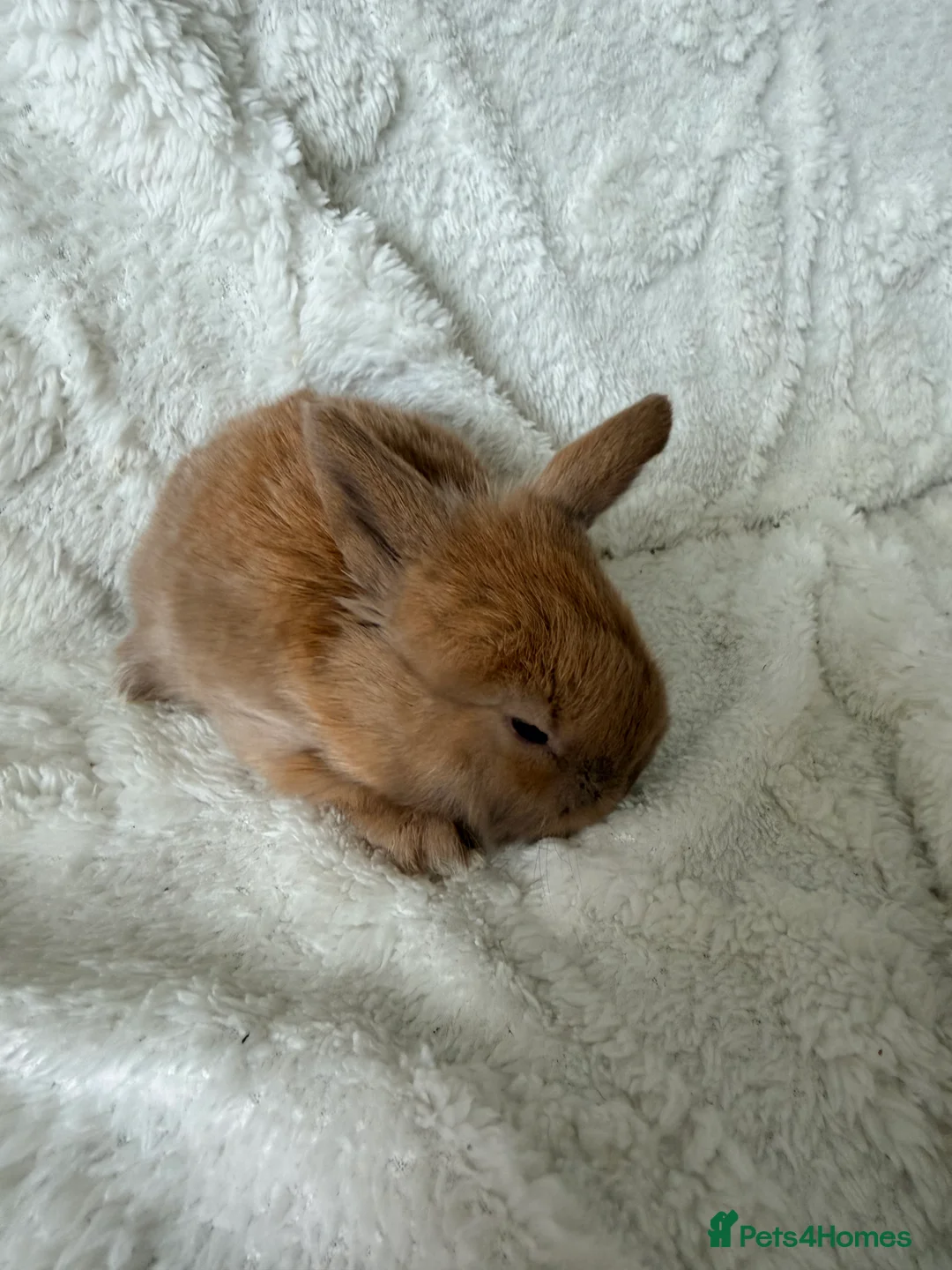 Mini Lop rabbits for sale: Mini lops - Advert 14