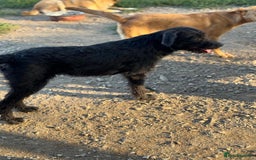 Mixed Breed dogs for adoption: LION - a Lovely young Boy, for a Loving Home - Image 14