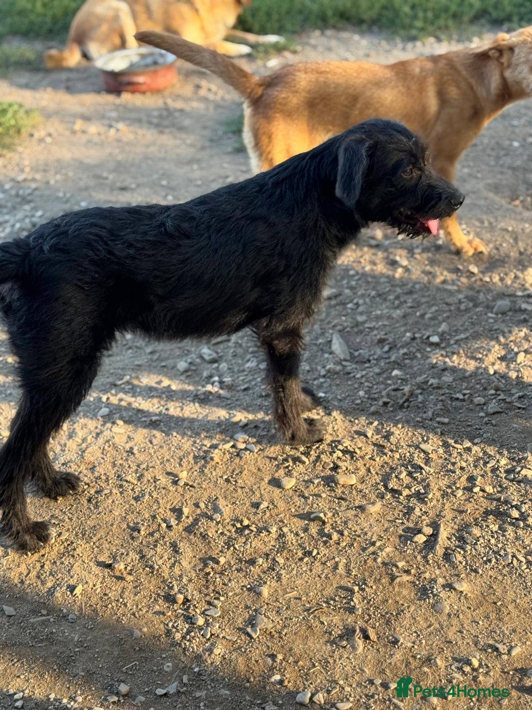 Mixed Breed dogs for adoption: LION - a Lovely young Boy, for a Loving Home - Image 14