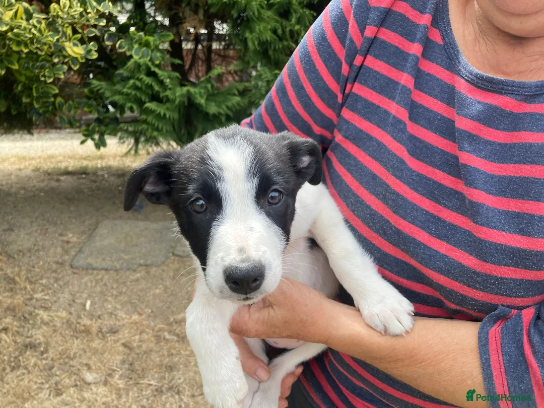 Smooth Collie dogs for sale: Collie Puppies - Advert 10