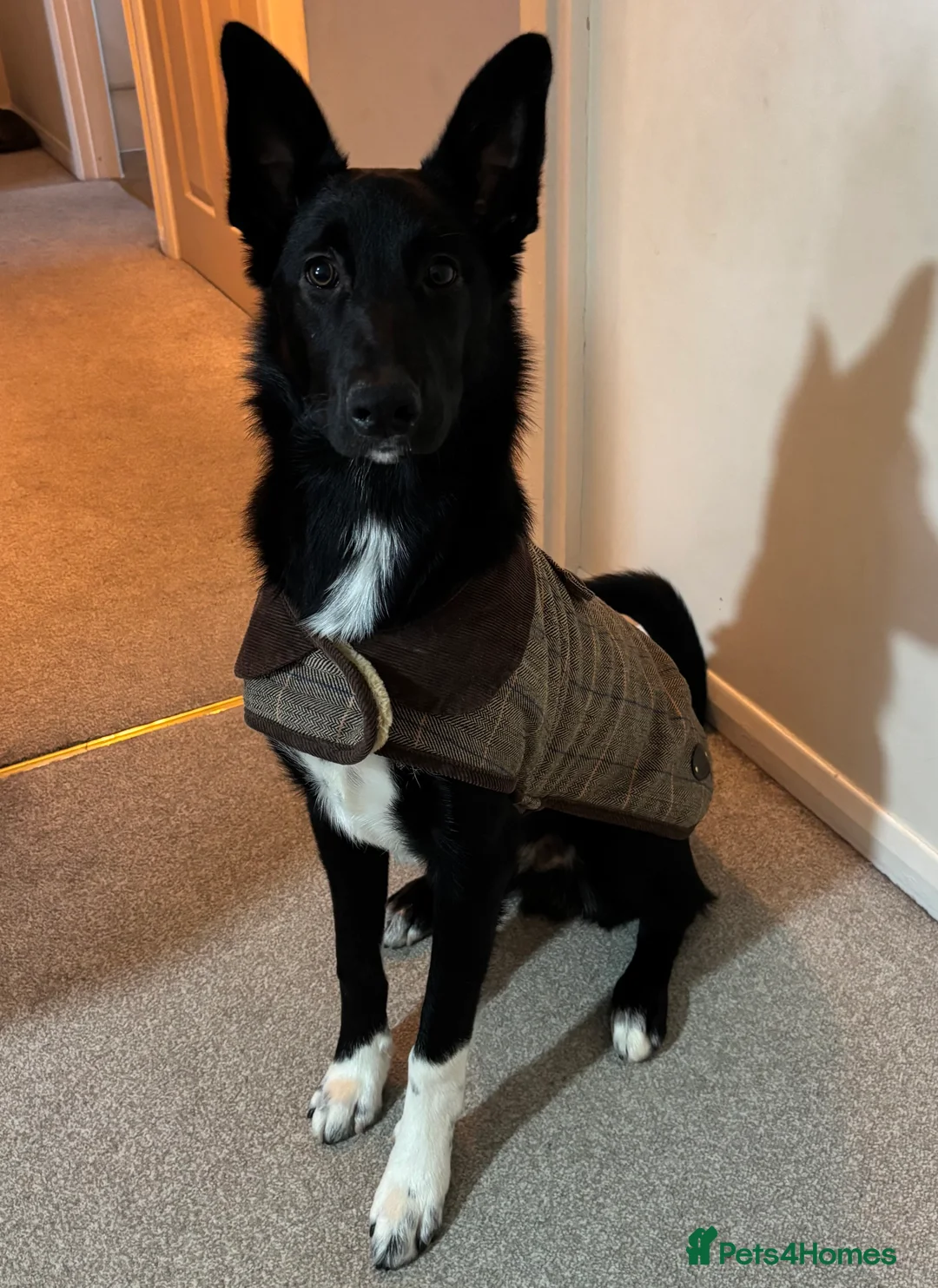 Mixed Breed dogs for sale: 6 month old Collie cross  - Advert 1